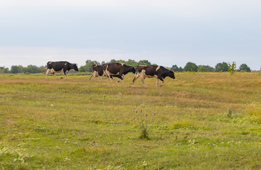 A herd of cows returns in the evening to the farm, across the field