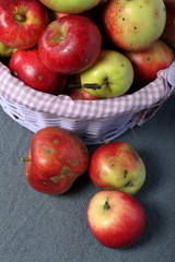 Wicker basket with ripe juicy apples. Nearby are a few apples. New crop. On a gray background.