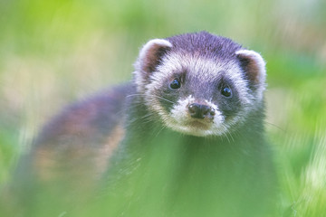 European polecat