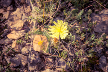 Yellow flower
