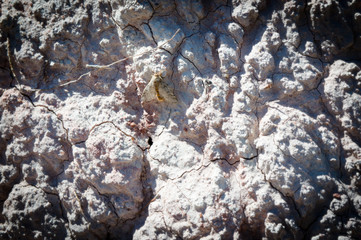 Moth on dry earth