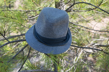 Hat on a pine tree