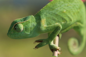 chameleon on a branch © SuGak
