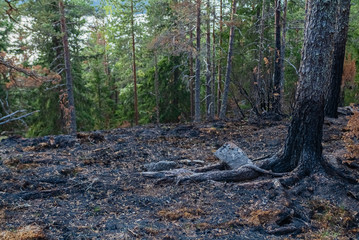 Conflagration.- burned forest. Nature landscape- national park