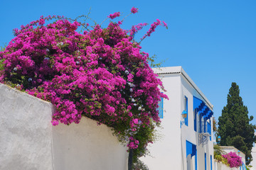 Beautiful purple bougainvillea flowers over the wall of the house in Sidi Bou Said, Tunisia - June 2019