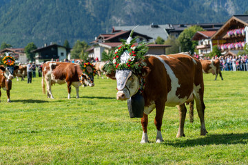 Fototapeta na wymiar Almabtrieb der Kühe in Pertisau