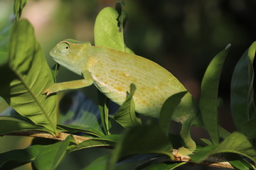 chameleon on a branch