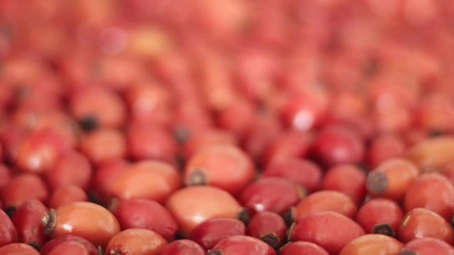 Detail macro view of dog rose hips (latin name Fructus cynosbati) prepared for drying. Dried rose hips are important source of vitamins in alternative medicine. Typical fall berry fruit