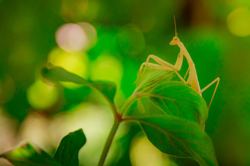Mantis insect macro photo. Green blurred background