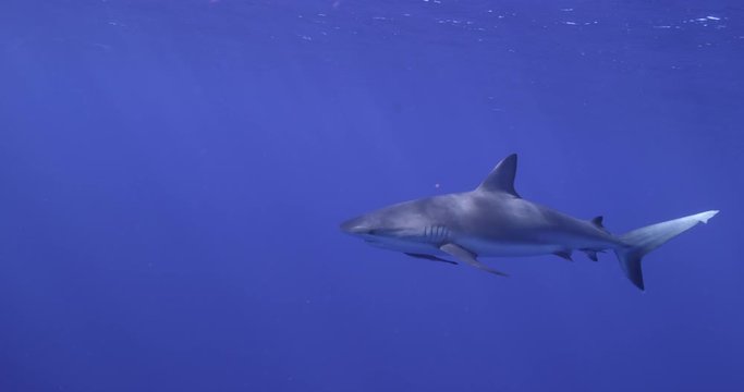 Lone grey reef shark in open ocean, slow motion