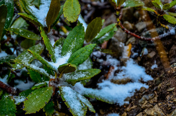 First snow of season on leaves