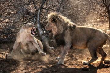 A lioness showing aggression to a lion, Madikwe Game Reserve