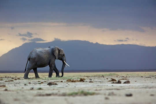 A lone elephant walking in the distance, Amboseli region, Kenya