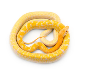 Beauty rat Snake albino isolated on white background