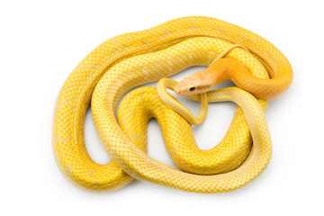 Beauty rat Snake albino isolated on white background