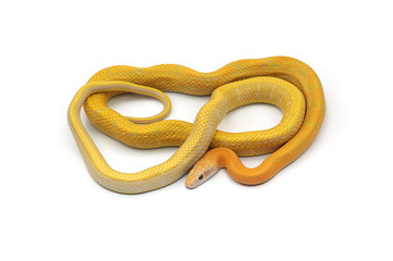 Fototapeta premium Beauty rat Snake albino isolated on white background