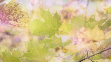 autumn background texture. colorful fallen maple leaves