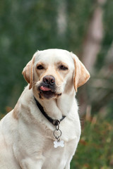 Golden labrador dog in a collar sitting in the park and licking. Animal portrait.