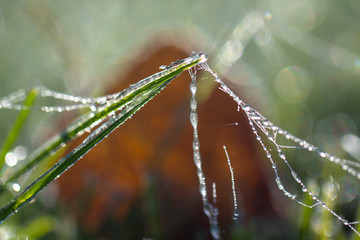 Spider web in hoarfrost on the grass close up