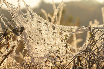 Spider web in hoarfrost on the grass close up
