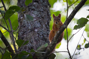 Naklejka na ściany i meble Req squirrel on the branch