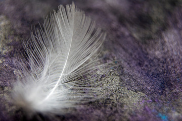 Image nature art of wings bird,Soft pastel detail of design,chicken feather texture,white fluffy twirled on transparent background wallpaper Abstract.
