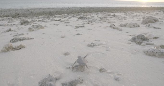 Turtle crawls to ocean in Australia, close up