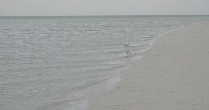 Medium shot, seagulls on Australian beach
