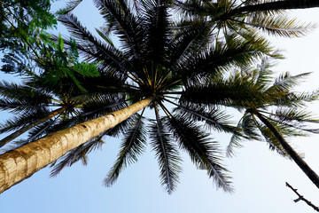 Fototapeta na wymiar Beautiful palm tree from bottom side angle