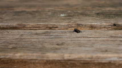 Insect fly.Close-up fly on wooden boards. Insect on wood.