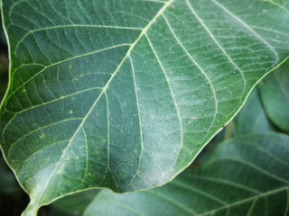 Green leaf background of Circassian walnut