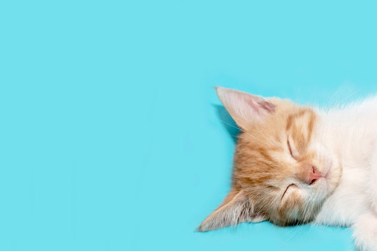 Mèo con orange cute đáng yêu sẽ mang đến cho bạn tình yêu và niềm vui trong cuộc sống. Thưởng thức những hình ảnh dễ thương của chúng tôi, bạn sẽ cảm thấy được sự ngọt ngào và đáng yêu của những chú mèo con này.