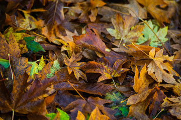 Falling Maple Leaf On The Ground In Autumn Adding Vibrant Fall Color To The Landscape Of Pacific Northwest, Washington, United States