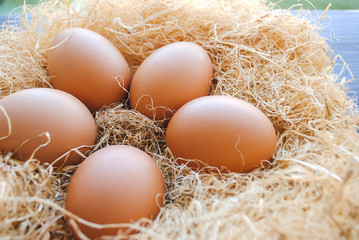 Nest with brown chicken eggs.
