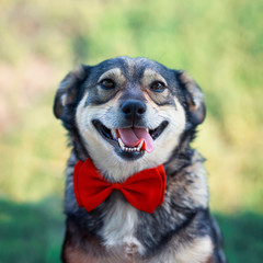 portrait of a cute brown pretty smiling dog in a dressy red butterfly in a summer garden