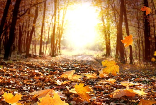 Beautiful autumn landscape with yellow trees and sun. Colorful foliage in the park. Falling  leaves natural background .Autumn season concept