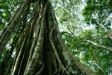Forest view in tropical country