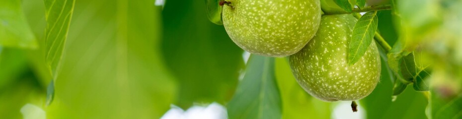 banner of Two green walnut growing on a tree branch close up