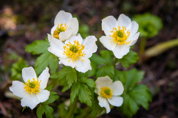 Fototapeta premium White globeflowers blooming in the forest of the Canadian Rockies in Alberta, Canada