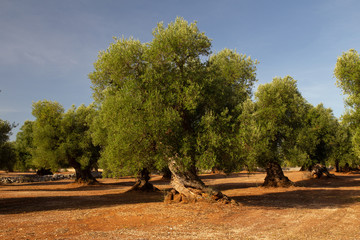 Millenary olive Trees, Puglia, Italy