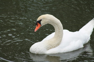 Fototapeta premium Cygne