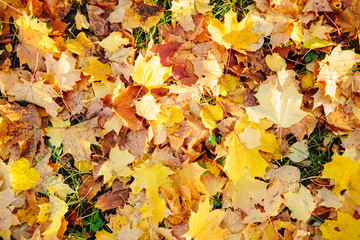 Naklejka na ściany i meble Colorful autumn leaves Beautiful autumn landscape with fallen yellow leaves and sun. Colorful foliage in the park. Falling leaves natural background