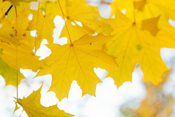 Autumn leaves on the sun and blurred trees . Fall background. Beautiful autumn landscape with fallen yellow leaves and sun. Colorful foliage in the park. Falling leaves natural background