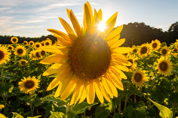 Sunflowers in Delaware