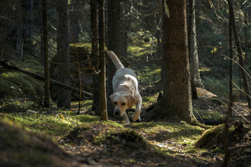 Golden labrador wandering in the pine forest in the morning.