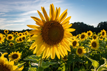 Sunflowers in Delaware