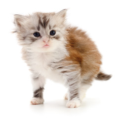 Kitten on white background.