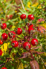   Autumn rosehip bush in the thickets