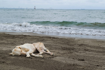 dog sleeping  on the beach