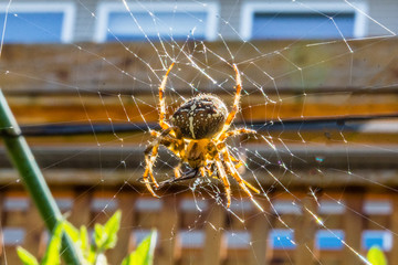A spider cross, sitting in its web, eating a grasshopper